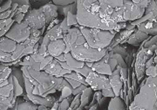 Microscopie electronique – Milexia